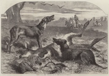 Tod eines Roten Försters oder Alten Mannes Känguru